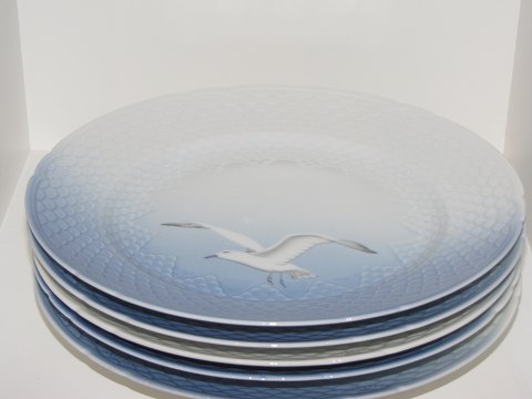 Seagull without gold edge
Dinner plate 24.0 cm.