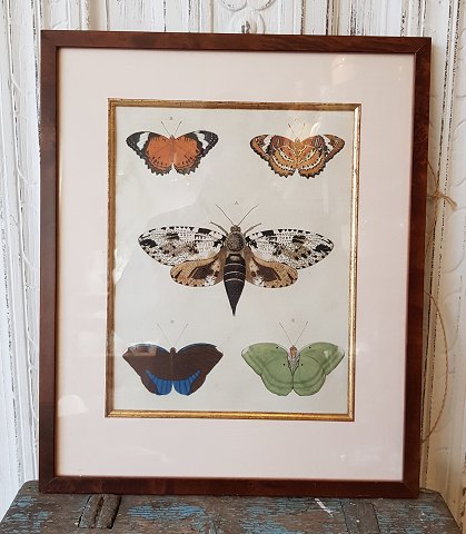 18th century hand-colored print with butterflies in beautiful wooden frame
