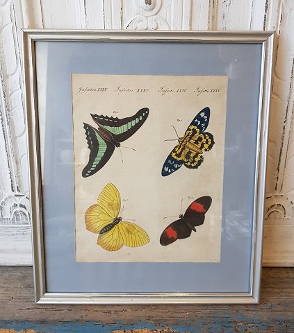 18th century handcolored print with butterflies in beautiful simple silver frame