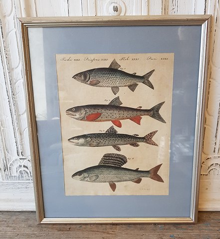 18th century handcolored print with fish in beautiful silver frame