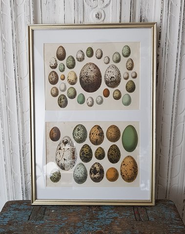 1800tals håndkoloreret tryk med æg i smuk enkel sølvramme