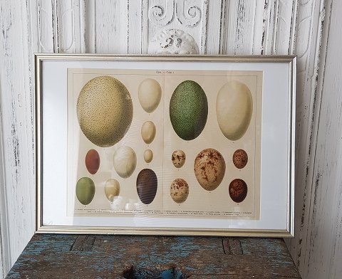 1800s hand-colored print with eggs in beautiful silver frame