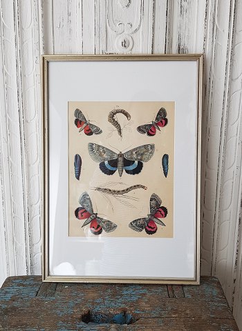 1800s hand-colored print with butterflies in a beautiful silver frame.