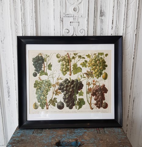 1800s hand-colored print with grapes in old black-lacquered frame
