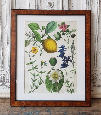1800s hand-colored print with flowers in beautiful veneered wood frame