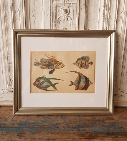 1800s hand-colored print with tropical fish in beautiful simple silver frame.