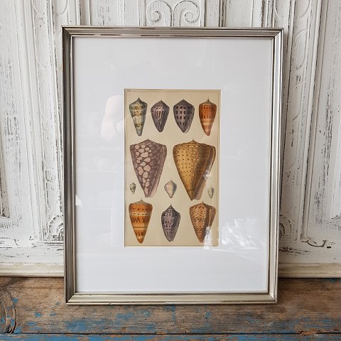 1800s hand-colored print with cones in beautiful simple silver frame