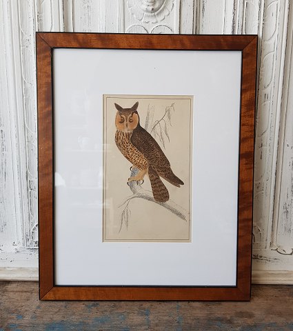 1800s hand-colored print with Horn owls in beautiful veneered wood frame