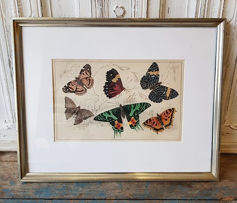 1800s hand-colored print with butterflies in beautiful silver frame.