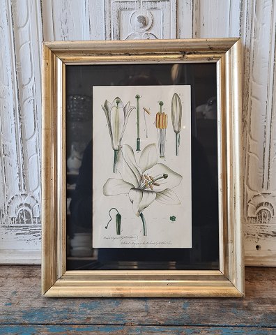1800s hand-colored botanical print with white lily in beautiful old silver frame