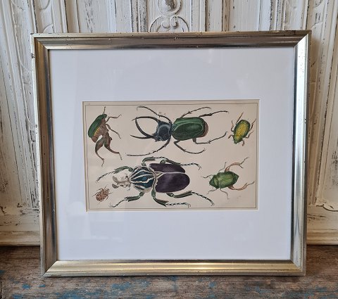 1800s hand-colored print with scarab in beautiful simple silver frame.
