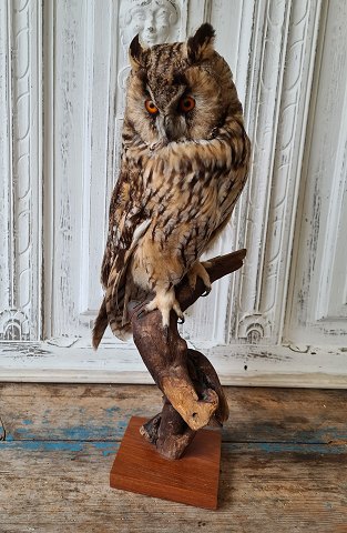 Beautiful stuffed wood horned owl mounted on a natural branch.