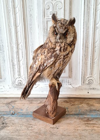 Beautiful stuffed Forest horned owl