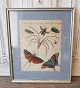 18th century hand-colored print with insects and butterflies in beautiful simple 
silver frame