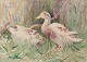 John Murray Thompson (1885-1974), British artist. Watercolor on paper. Ducks in a landscape.